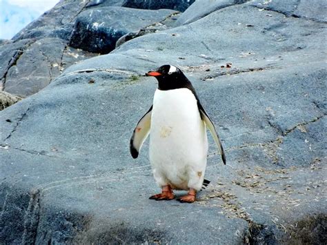 What Eats Penguins: 9 Penguin Predators, in Water, on Land