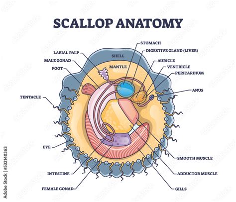 Fototapeta Scallop anatomy with marine bivalve mollusk inner structure ...