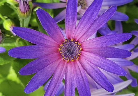 Varicolored Lavender Purple Daisy Photograph by Douglas Barnett - Pixels