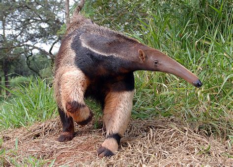 Giant Anteater | Facts & New Photographs | The Wildlife