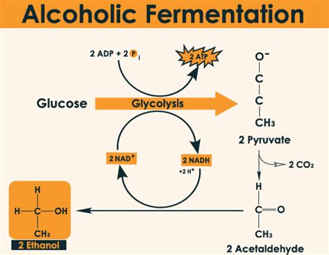 What Are Fermentation Products - Design Talk