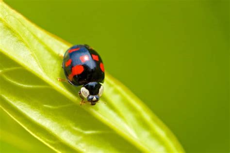 Are Ladybugs Poisonous? – WhatBugIsThat