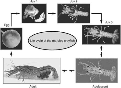 The marbled crayfish: a new model organism for research on development ...