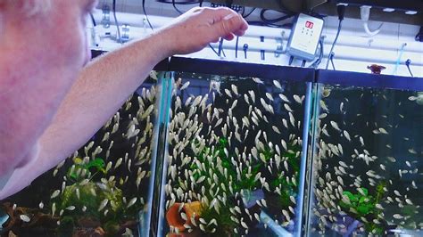 Master Breeder Feeds HUNDREDS of Baby Fish [Tour] - ComPetSport