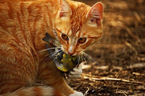 Les chats sont-ils en train de détruire la biodiversité ? | France ...