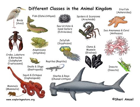 Classification of Animals - Animal Classes