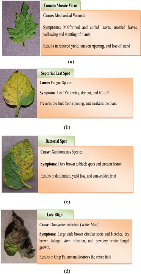 Four types of tomato leaf disease classification | Download Scientific ...