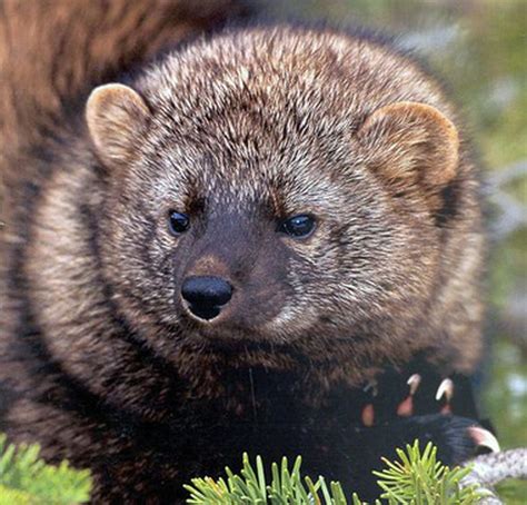 Federal plan to protect fisher, a weasel cousin, cites threat from ...