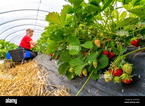 Harvesting strawberries, harvest helper, strawberry growing in the open ...