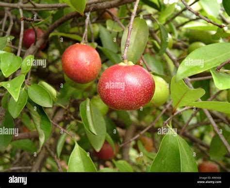 Kokum tree, Garcinia indica, plant of mangosteen family, Clusiaceae ...