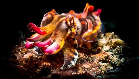 The flamboyant cuttlefish rarely looks flashy - Futurity