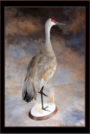 Sandhill Crane Mounts by Birdman Studios – Birdman Studios