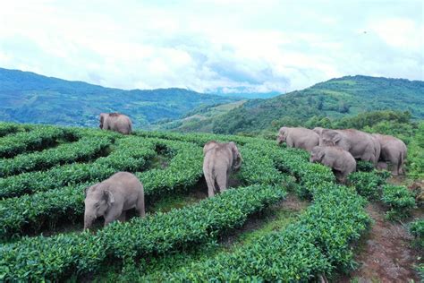 People Have Fallen In Love With This Herd Of Wild Elephants Looking For ...