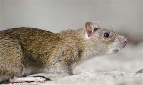 Types Of Mice: The 5 Most Common Mouse Species