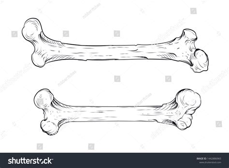 Bones Drawing Vector Graphics Illustration Eps: vector de stock (libre ...