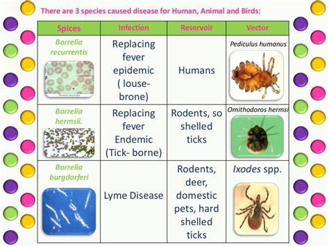 Taxonomy of bacteria