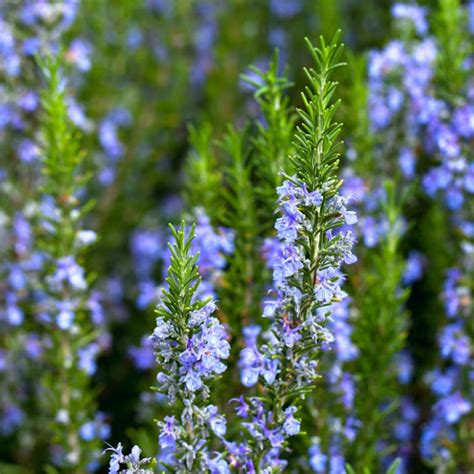 5 Tips to Keep Your Rosemary Plant Happy • Gardenary