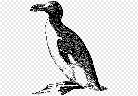 Great auk Bird, Bird, animals, vertebrate, monochrome png | PNGWing