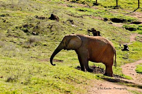 M. Raeder - Photography: Elephant Sanctuary-Hohenwald-Tennessee