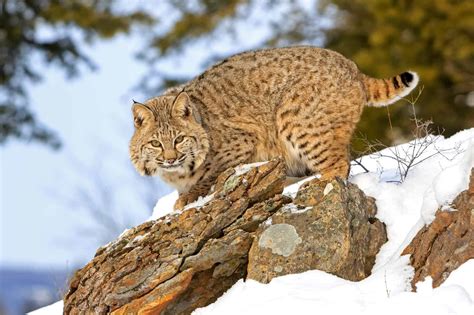 Bobcats in Pennsylvania: Types & Where They Live