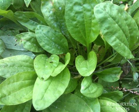 Broadleaf plantain | Herb seeds, Plant breeding, Plants