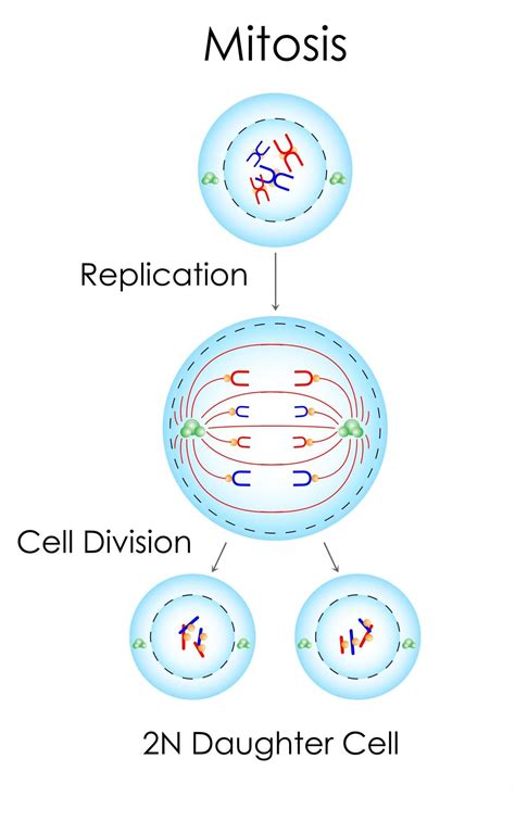 How Many Types Of Cell Division - Cell Division