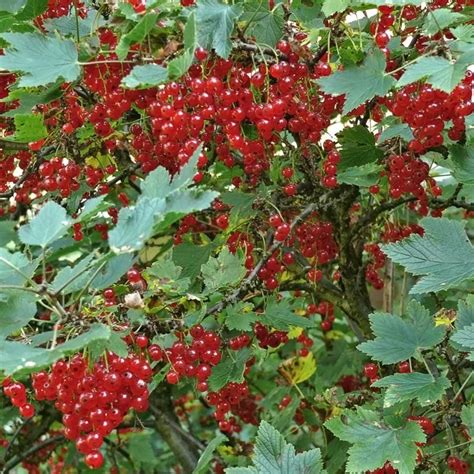 Redcurrant Bush - Potted