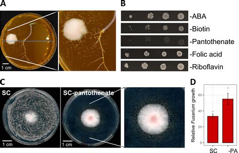 Pantothenate Auxotrophy in a Naturally Occurring Biocontrol Yeast ...