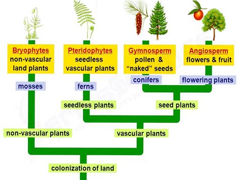 Learning Science, Homeschool Science, Plant Classification, Plant ...