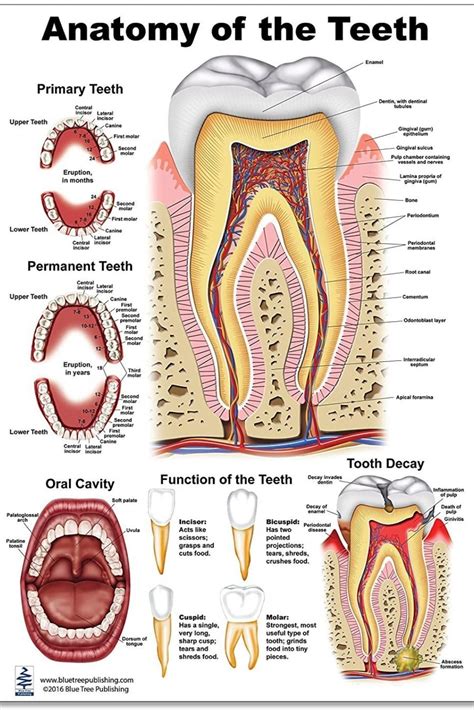 Tooth Charts | Nha khoa, Sức khỏe răng miệng, Sinh học