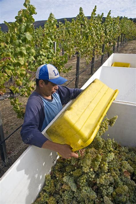 Grape vineyard harvest - Stock Image - C007/3634 - Science Photo Library