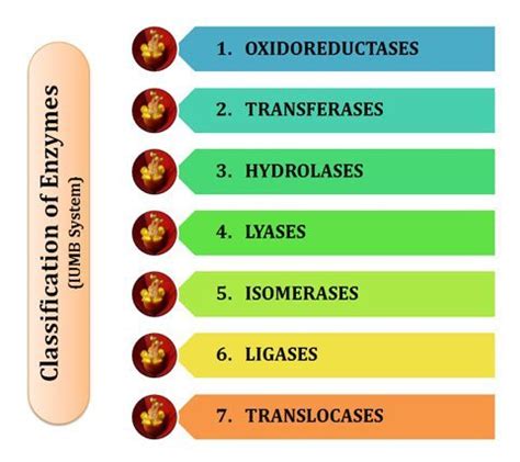 Classification of Enzymes Lecture Notes | EasyBiologyClass