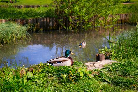 Mallard Duck Beside Lake · Free Stock Photo