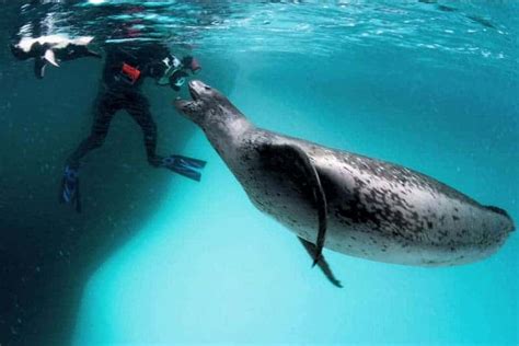 Leopard seal gets up close and personal with a National Geographic ...