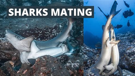 Incredible Images of Sharks Mating beside a Coral Reefs - YouTube