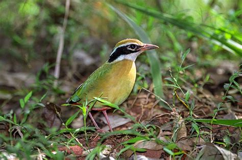 Indian Pitta | Bubo Birding