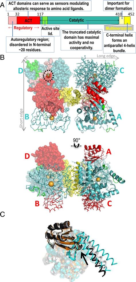 Phenylalanine Hydroxylase Structure