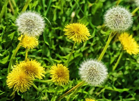 Dandelions Flower Dandelion - Free photo on Pixabay