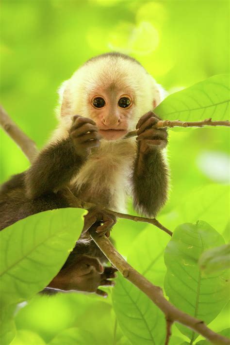 White-faced capuchin monkey baby Photograph by Roeselien Raimond - Pixels