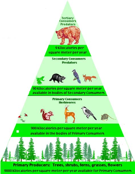 Energy Pyramid - temperate deciduous forest