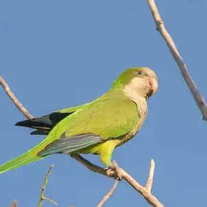 Monk Parakeet - Facts, Diet, Habitat & Pictures on Animalia.bio