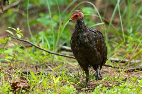 2022 eBird Taxonomy Update for Indian Birds - eBird India