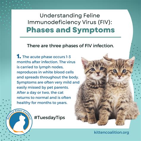 Understanding Feline Immunodeficiency Virus (FIV): Phases and Symptoms ...