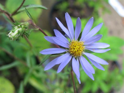 Using Georgia Native Plants: Asters, Asters, Asters