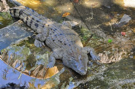 Philippine crocodile/ Crocodylus mindorensis | ZooChat