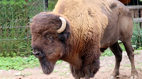 American Bison | Elmwood Park Zoo