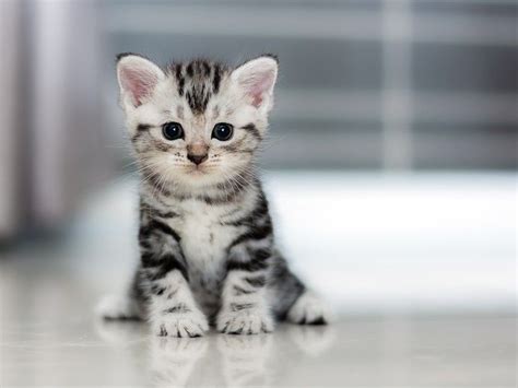 Cute Baby Cat Breeds - Pets Lovers