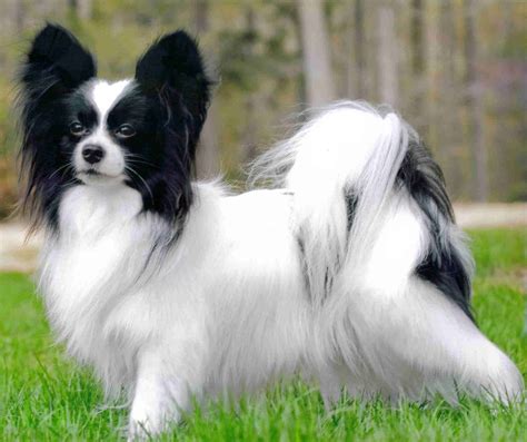 Cute Puppy Dogs: Papillon puppies