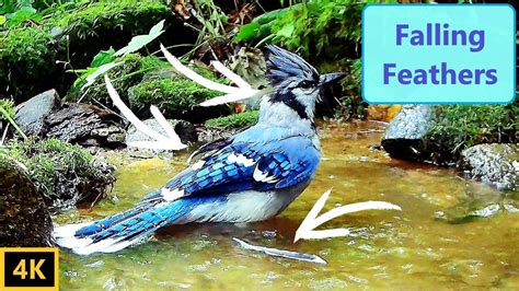 Blue Jay's Feathers Molting in Real Time - YouTube