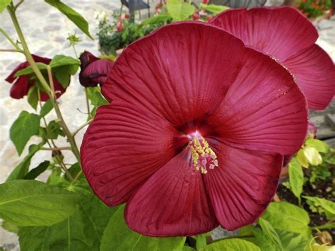 Hardy Hibiscus Pruning: How And When To Prune Perennial Hibiscus Plants